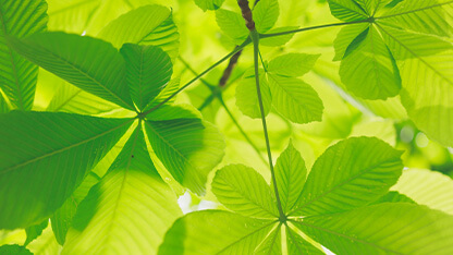 Close up of foliage