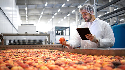 Food specialist on site, inspecting apples