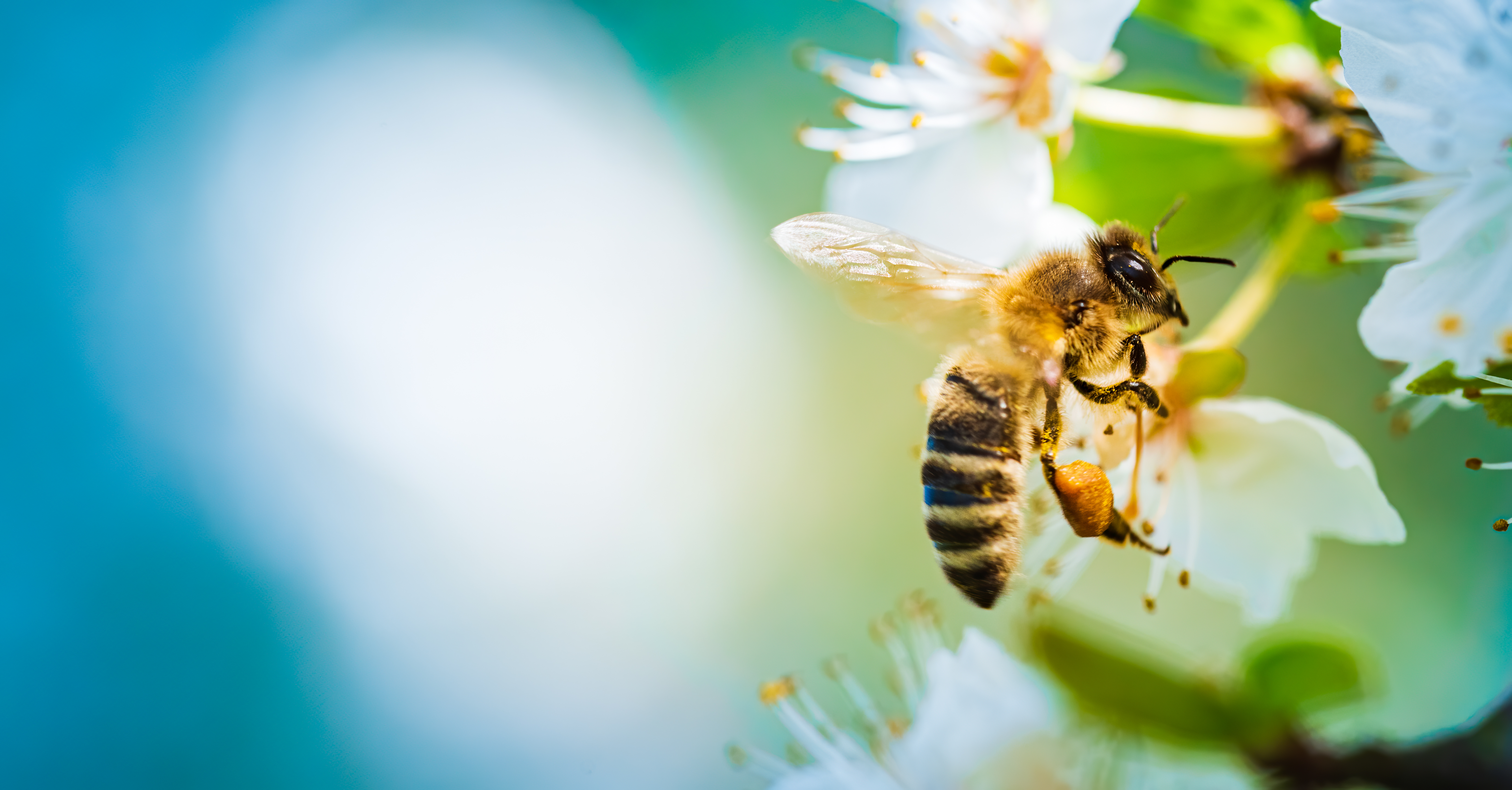 honeybee on blossoms in springtime