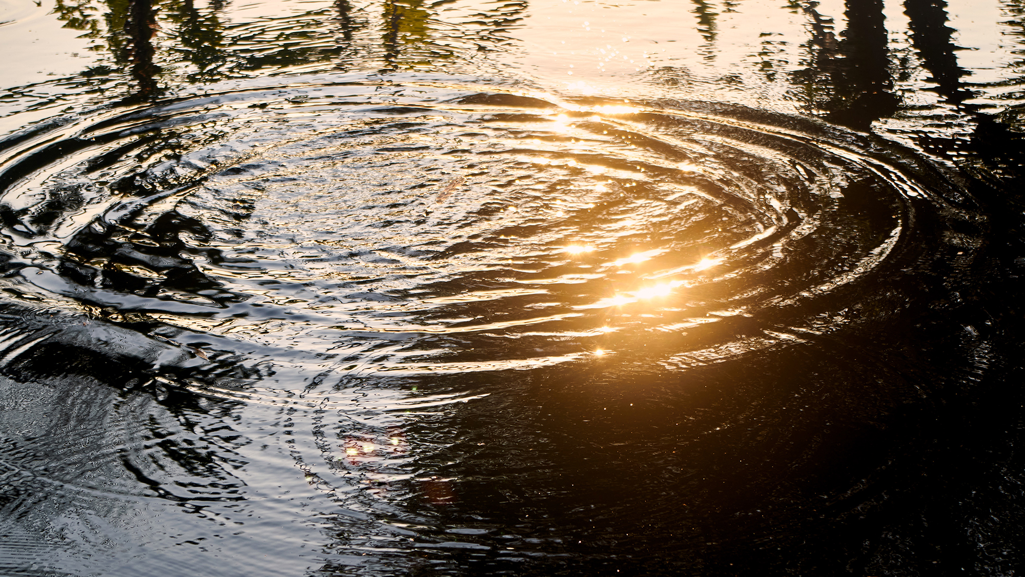 Sunlight reflects across rippling water, creating shimmering golden highlights and concentric waves on the surface, with dark reflections of nearby trees visible in the background.